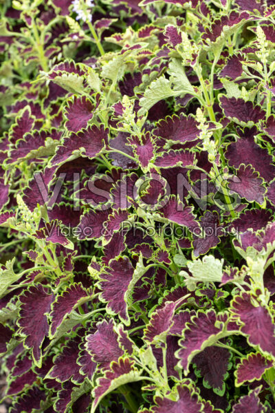 Coleus scutellarioides Colocha Chocolate Green