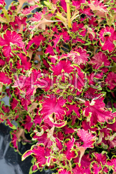 Coleus scutellarioides Colocha Rose