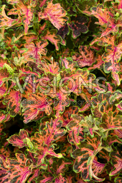 Coleus scutellarioides Colocha Scarlet
