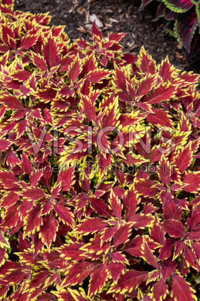 Coleus scutellarioides ColorBlaze® Royale Apple Brandy