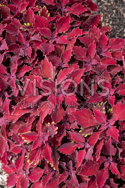 Coleus scutellarioides ColorBlaze® Royale Cherry Brandy