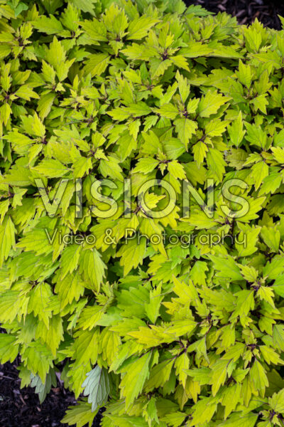 Coleus scutellarioides ColorBlaze® Royale Pineapple Brandy
