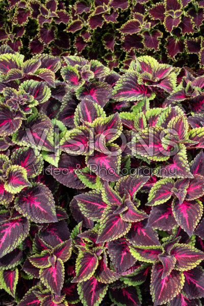 Coleus scutellarioides ColorBlaze® Torchlight
