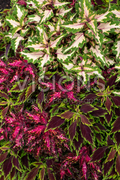 Coleus scutellarioides Combo Down Town Austin