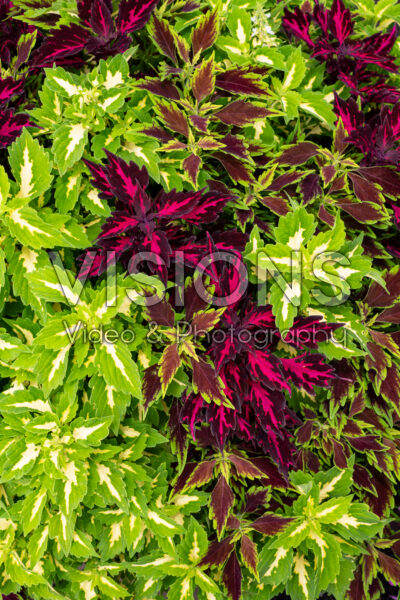 Coleus scutellarioides Combo Down Town Denver