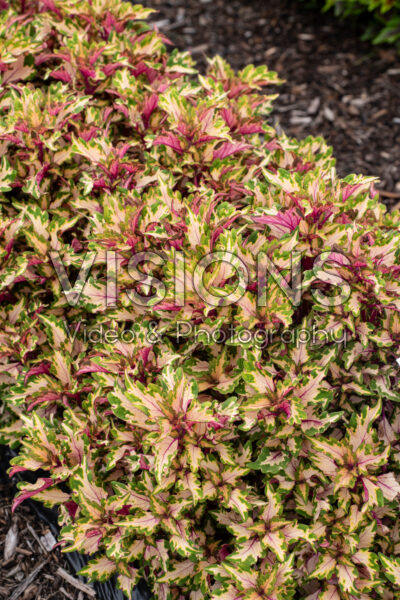 Coleus scutellarioides Down Town Miami Magic