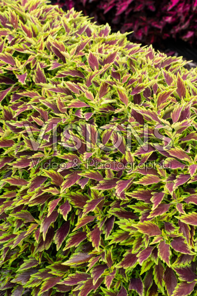 Coleus scutellarioides Down Town Nashville