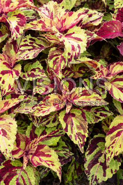 Coleus scutellarioides Fairway Mosaic