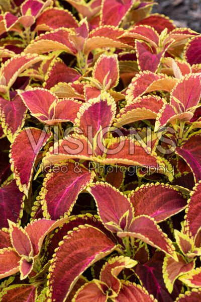 Coleus scutellarioides Fairway Orange