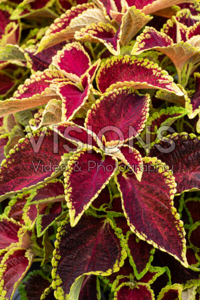 Coleus scutellarioides Fairway Ruby