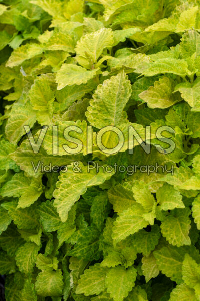 Coleus scutellarioides Fairway Yellow 