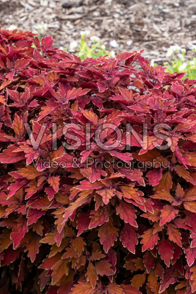 Coleus scutellarioides GardenFest™ Flexi™ Cinnamon