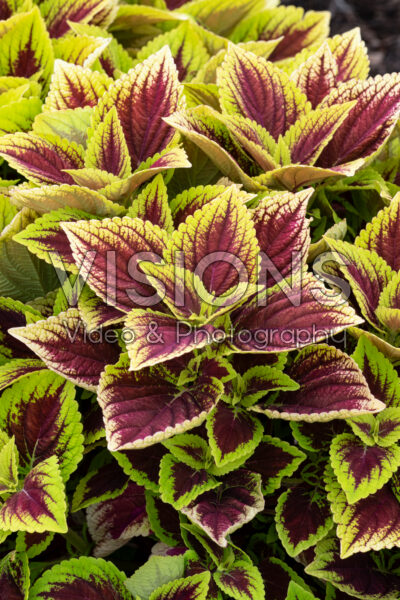 Coleus scutellarioides GardenFest™ GardenScape™ Bright Day Coleus scutellarioides GardenFest™ GardenScape™ Bright Day