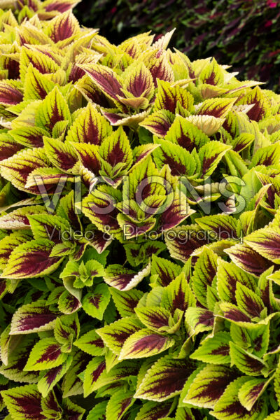 Coleus scutellarioides GardenFest™ GardenScape™ Bright Day 
