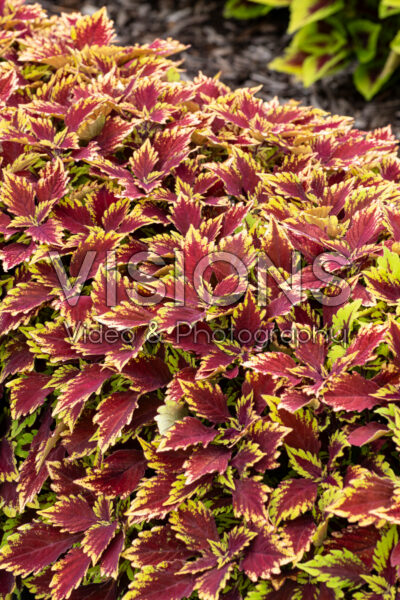 Coleus scutellarioides GardenFest™ GardenScape™ Calvados