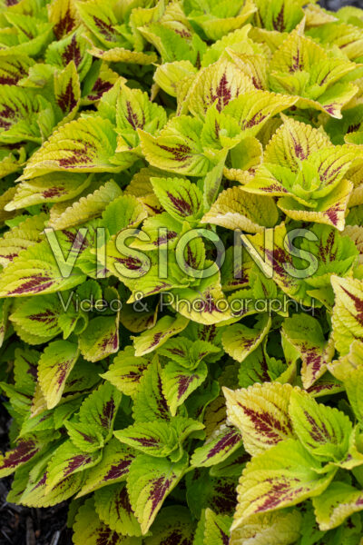 Coleus scutellarioides GardenFest™ GardenScape™ Lemon Zest 