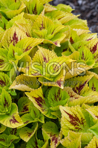 Coleus scutellarioides GardenFest™ GardenScape™ Lemon Zest Coleus scutellarioides GardenFest™ GardenScape™ Lemon Zest