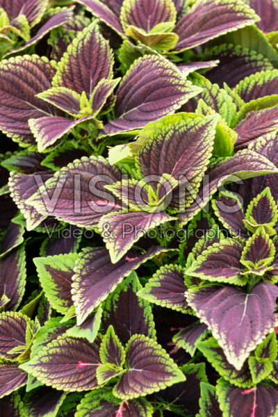 Coleus scutellarioides GardenFest™ GardenScape™ Rose Surprise