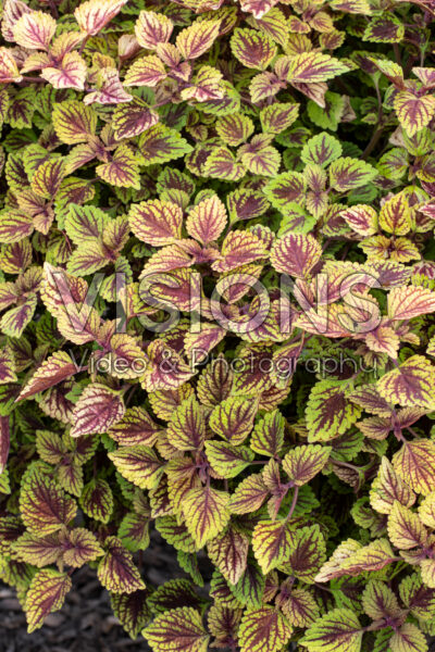 Coleus scutellarioides Great Falls Rose Gold