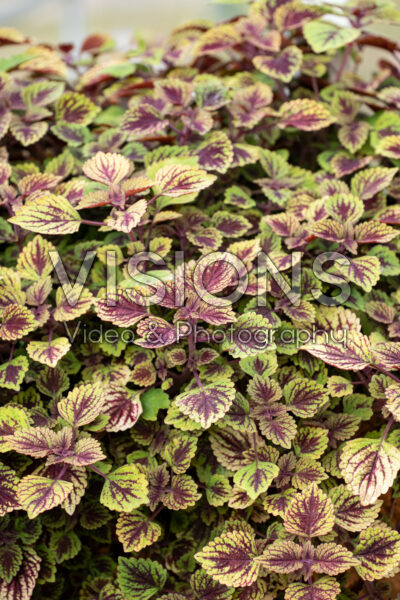 Coleus scutellarioides Great Falls Rose Gold