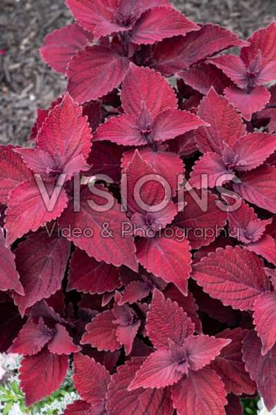 Coleus scutellarioides Main Street Beale Street