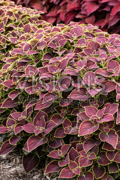 Coleus scutellarioides Main Street Broad Street Coleus scutellarioides Main Street Broad Street