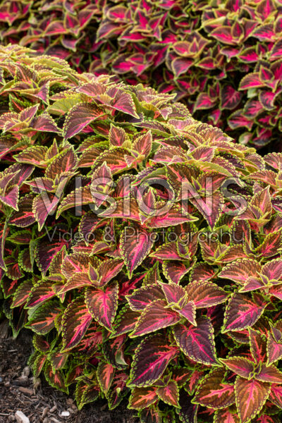 Coleus scutellarioides Main Street Franklin Street