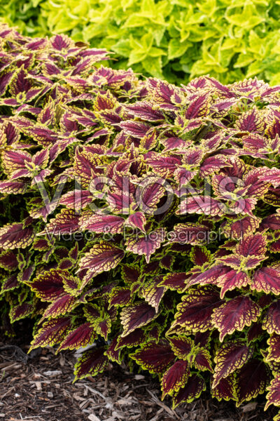 Coleus scutellarioides Main Street Oxford Street