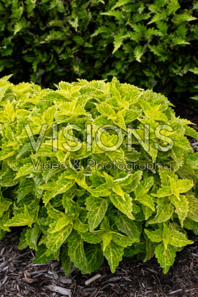 Coleus Main Street River Walk