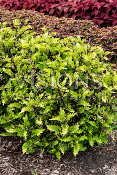 Coleus Main Street Rodeo Drive