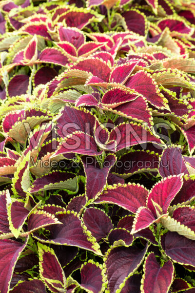 Coleus Mezmerize Chocolate Lime 