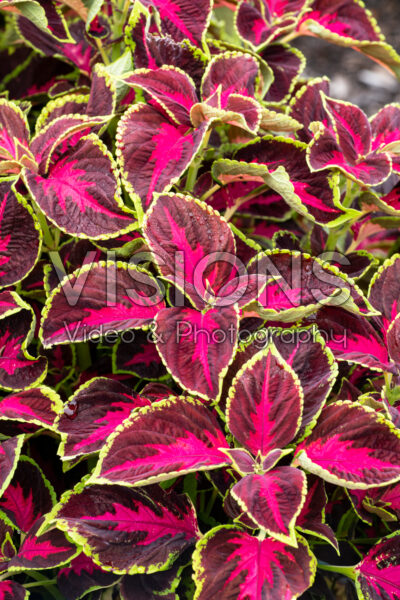 Coleus scutellarioides Mezmerize Chocolate Rose