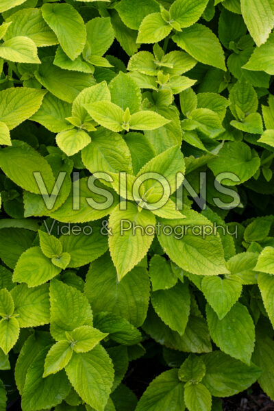 Coleus scutellarioides Mezmerize Lime Green