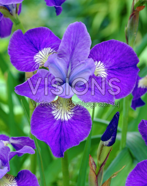 Iris sibirica Violet Skies