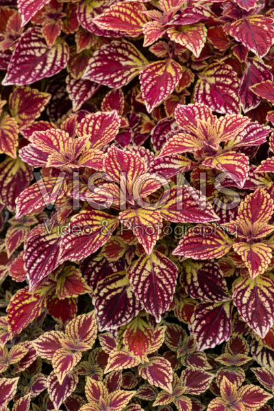 Coleus scutellarioides Party Time Crimson