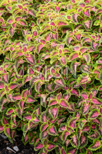 Coleus scutellarioides Party Time Pink Berry