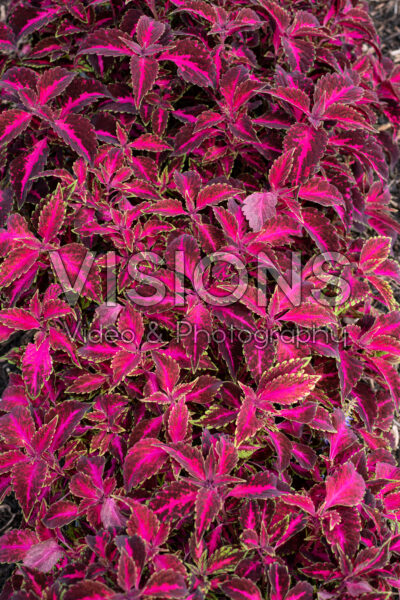 Coleus scutellarioides Party Time Pink Fizz