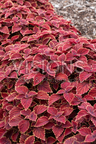Coleus scutellarioides Party Time Royal Red
