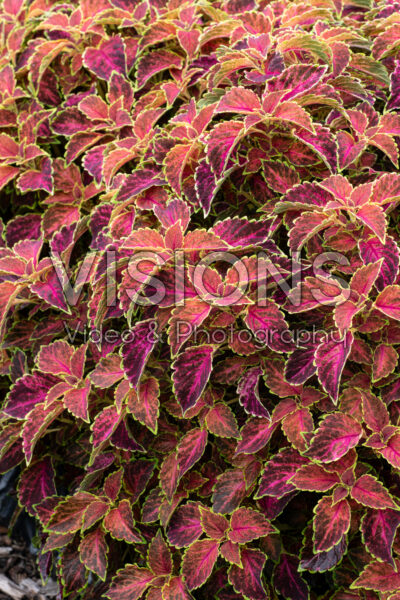 Coleus scutellarioides Party Time Ruby Punch