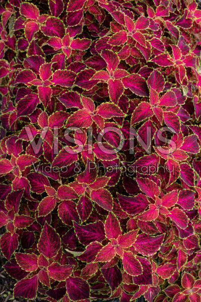 Coleus scutellarioides Party Time Ruby Punch
