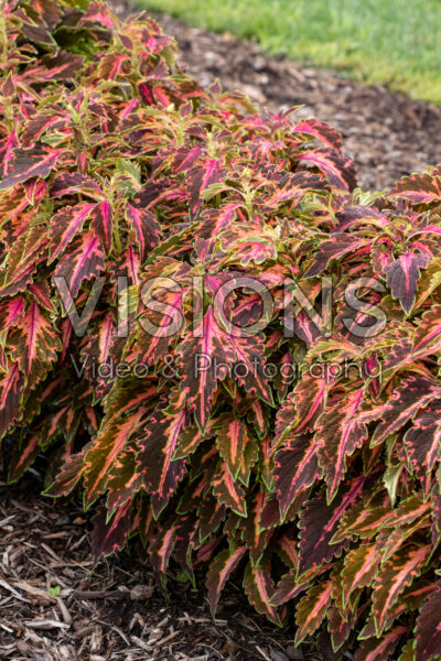 Coleus scutellarioides Premium Sun Coral Candy