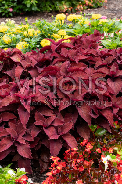 Coleus scutellarioides Premium Sun Sweet Paprika