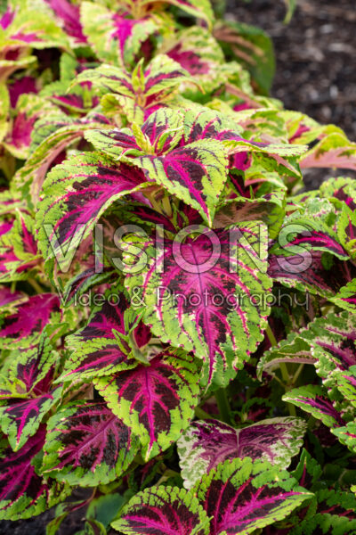 Coleus scutellarioides Superfine Rainbow Color Pride Coleus scutellarioides Superfine Rainbow Color Pride