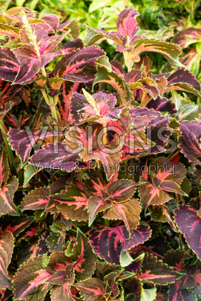 Coleus scutellarioides Superfine Rainbow Festive Dance Coleus scutellarioides Superfine Rainbow Festive Dance