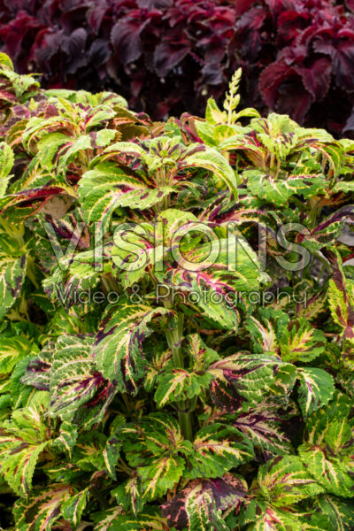 Coleus scutellarioides Superfine Rainbow Multicolor