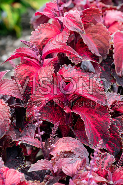 Coleus scutellarioides Superfine Rainbow Red Velvet