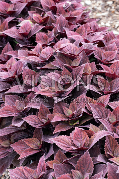 Coleus scutellarioides Talavera Chocolate Velveteen