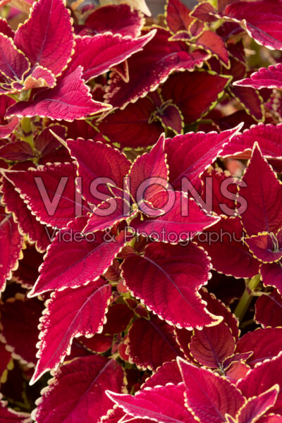 Coleus scutellarioides Talavera Sienna