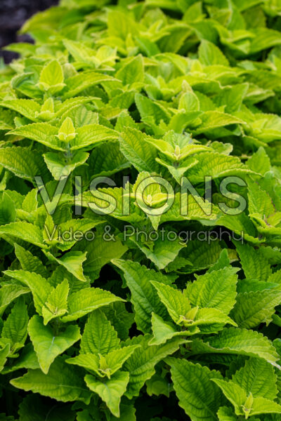 Coleus scutellarioides TerraScape Green Gecko