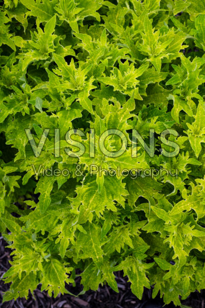 Coleus scutellarioides TerraScape Lime n Shine